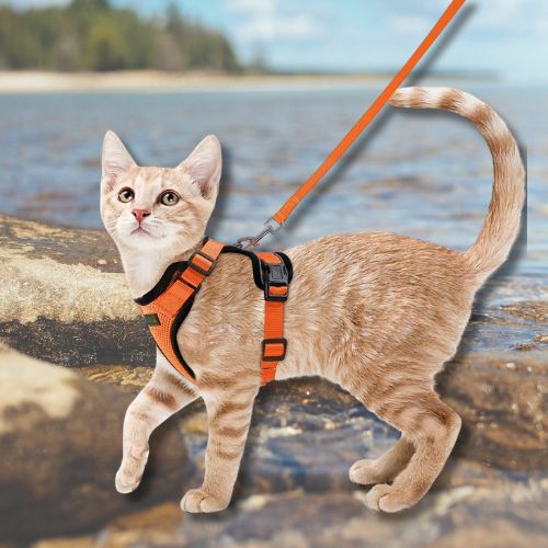Harnais chat | Sécur-Félin