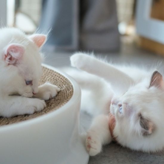 chat heureux boutique Minu Kit