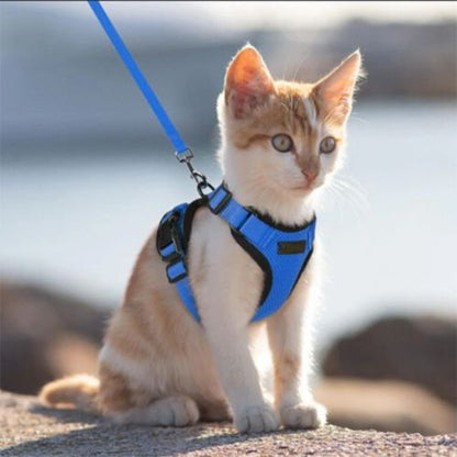 petit chat avec harnais chat tout bleu