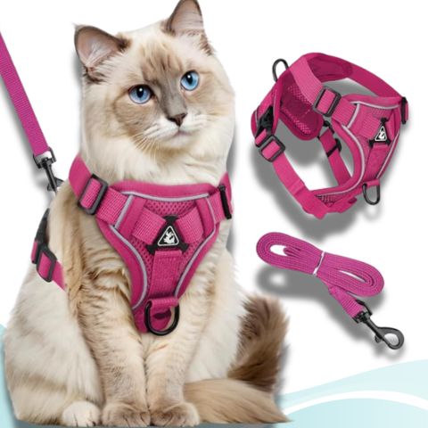 harnais chat couleur rose 