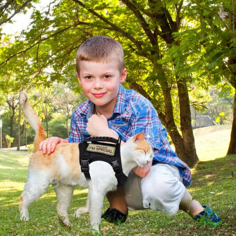 Harnais chat cute Minü Kit pour balade sécurisée.