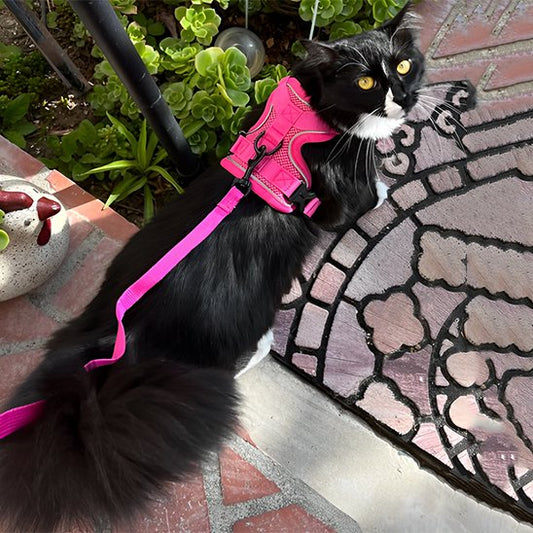 Harnais chat flexible s’adaptant aux mouvements naturels