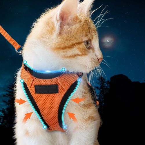 harnais chat avec bande fluorisant 