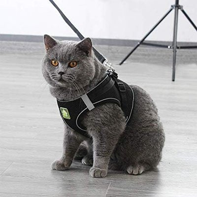 Harnais Chat léger et confortable pour les promenades quotidiennes