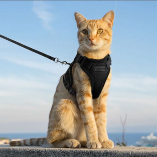 un grand chat beige porte harnais chat noir