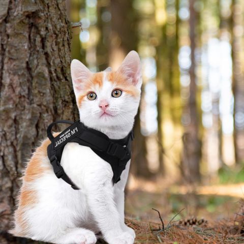 Harnais pour chat idéal pour promenade et sorties
