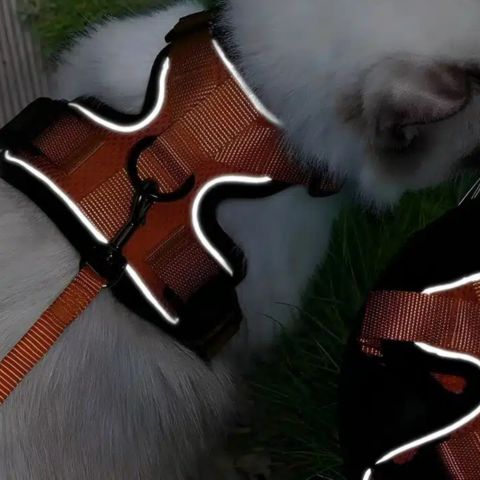 Harnais chat | Escape