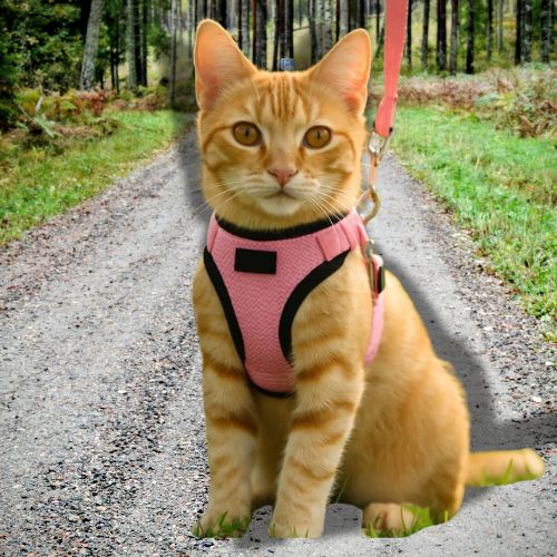 petit chat porte un harnais chat rose