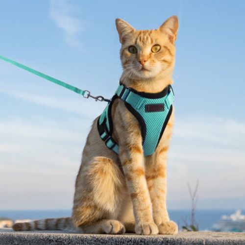 chat en promenade porte un harnais chat turquoise minukit