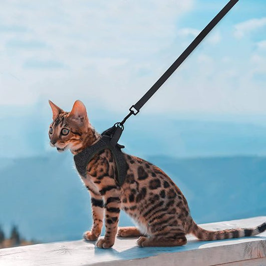 harnais chaton balade   extérieur