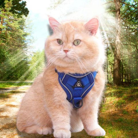 Harnais chat | Escape