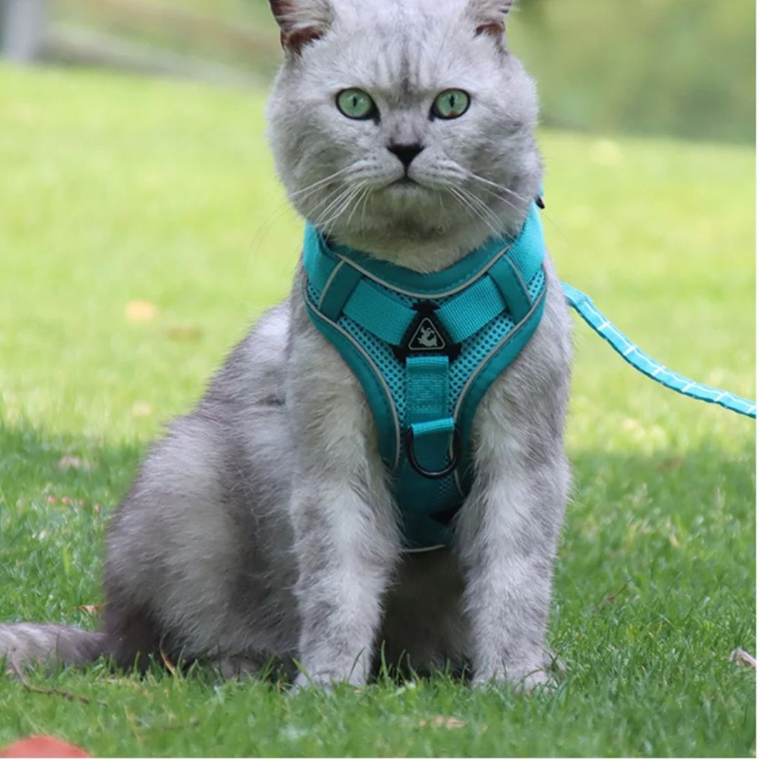 Harnais chat | Escape